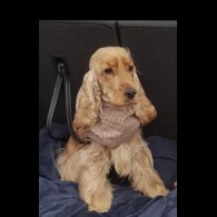 Cocker Spaniel (Working &amp; Show) - Both
