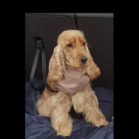 Cocker Spaniel (Working &amp; Show) - Both
