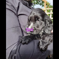 Cocker Spaniel (Working &amp; Show) - Both