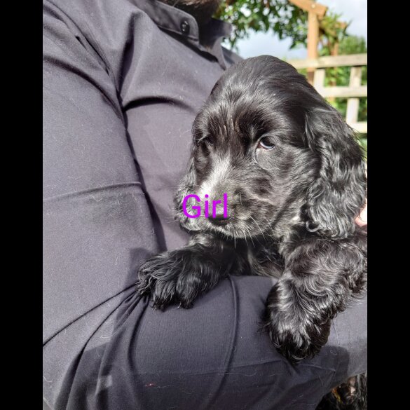 Cocker Spaniel (Working &amp; Show) - Both
