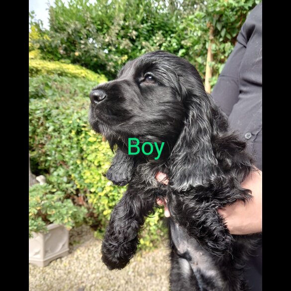 Cocker Spaniel (Working &amp; Show) - Both