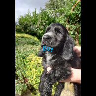 Cocker Spaniel (Working &amp; Show) - Both