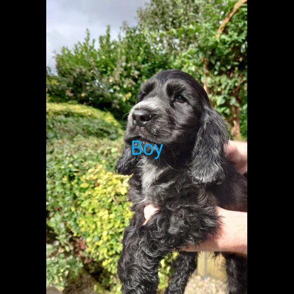 Cocker Spaniel (Working &amp; Show) - Both