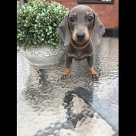 Dachshund (Standard &amp; Miniature) - Dogs