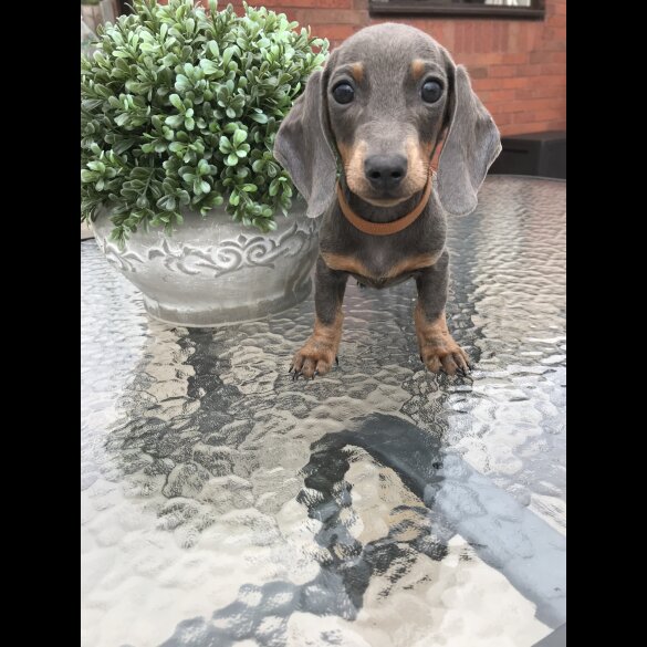 Dachshund (Standard &amp; Miniature) - Dogs