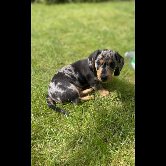 Dachshund (Standard &amp; Miniature) - Both