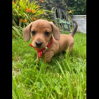 Dachshund (Standard &amp; Miniature) - Both