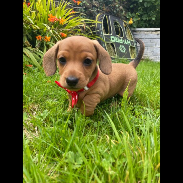 Dachshund (Standard &amp; Miniature) - Both