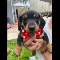 Dachshund (Standard &amp; Miniature) - Both