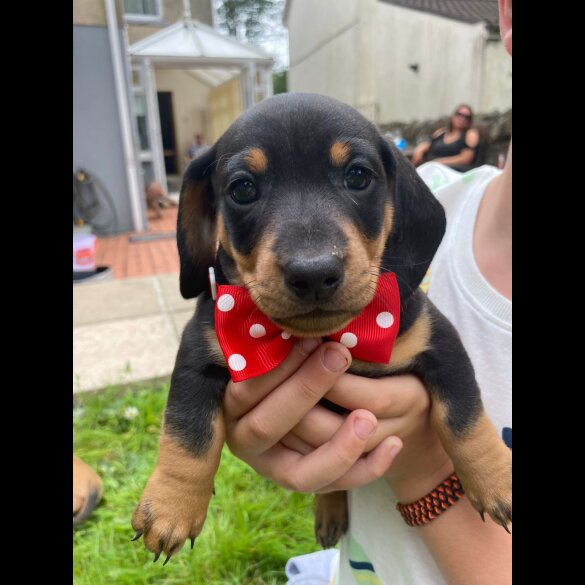 Dachshund (Standard &amp; Miniature) - Both