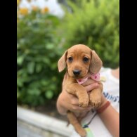 Dachshund (Standard &amp; Miniature) - Both