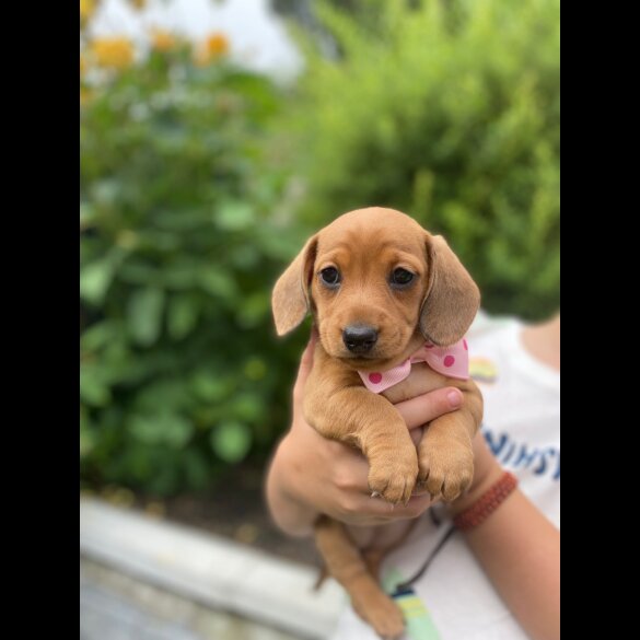 Dachshund (Standard &amp; Miniature) - Both
