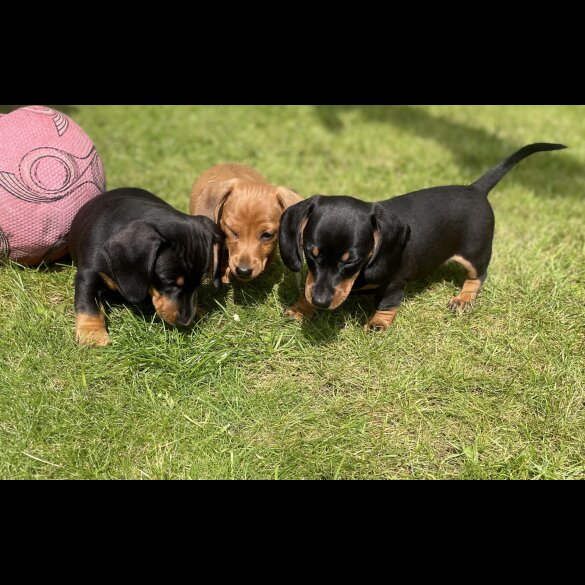 Dachshund (Standard &amp; Miniature) - Both