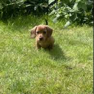 Dachshund (Standard &amp; Miniature) - Both