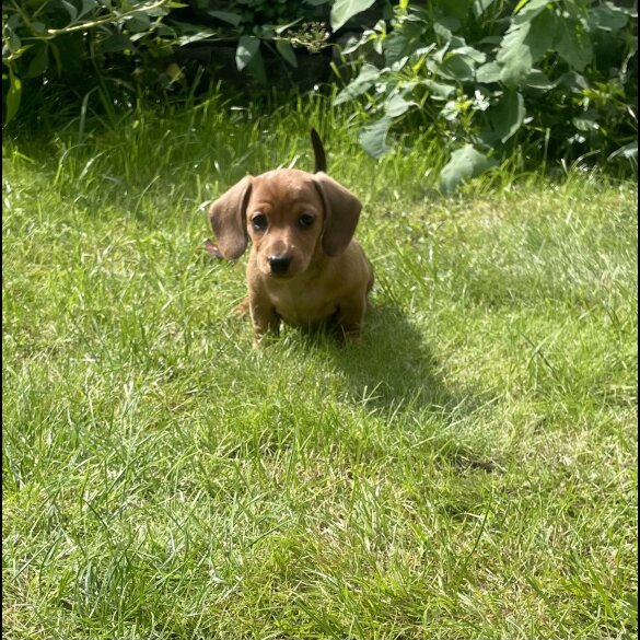 Dachshund (Standard &amp; Miniature) - Both