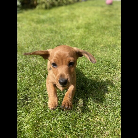 Dachshund (Standard &amp; Miniature) - Both