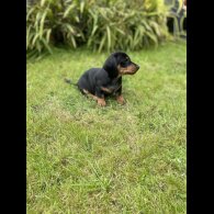 Dachshund (Standard &amp; Miniature) - Both