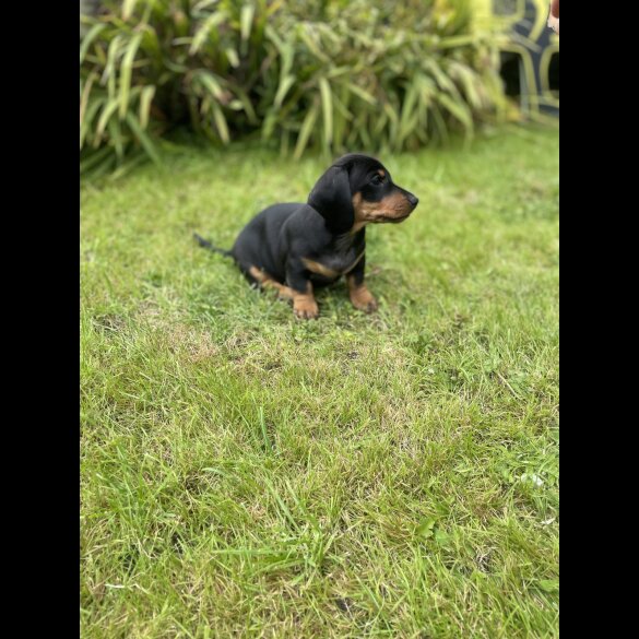 Dachshund (Standard &amp; Miniature) - Both
