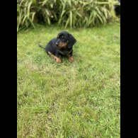 Dachshund (Standard &amp; Miniature) - Both
