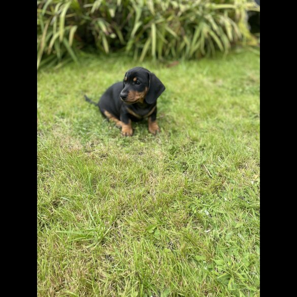 Dachshund (Standard &amp; Miniature) - Both