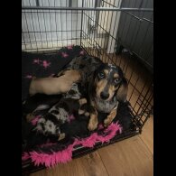 Dachshund (Standard &amp; Miniature) - Both