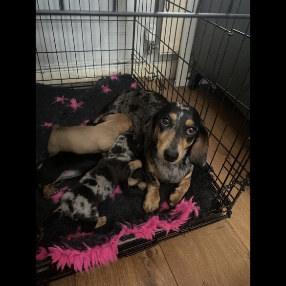 Dachshund (Standard &amp; Miniature) - Both