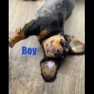 Dachshund (Standard &amp; Miniature) - Both