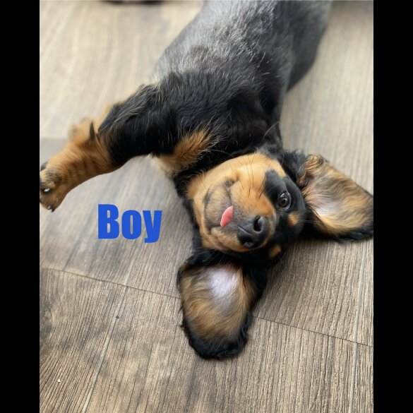 Dachshund (Standard &amp; Miniature) - Both