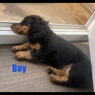 Dachshund (Standard &amp; Miniature) - Both