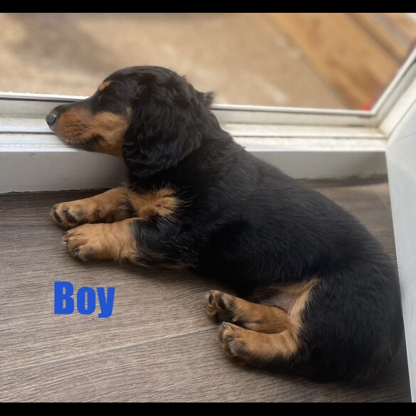 Dachshund (Standard &amp; Miniature) - Both