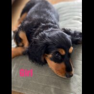 Dachshund (Standard &amp; Miniature) - Both