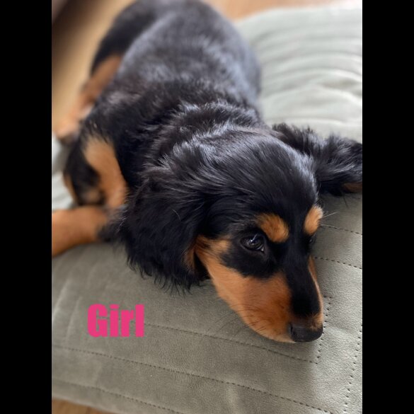Dachshund (Standard &amp; Miniature) - Both