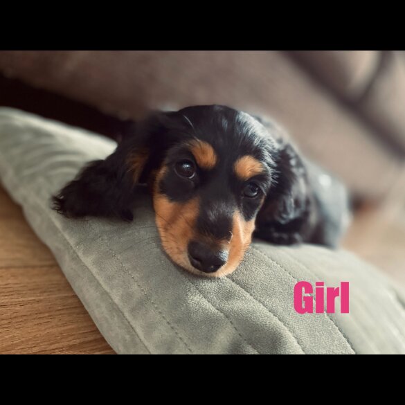 Dachshund (Standard &amp; Miniature) - Both