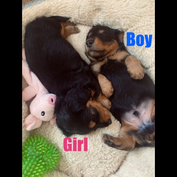Dachshund (Standard &amp; Miniature) - Both