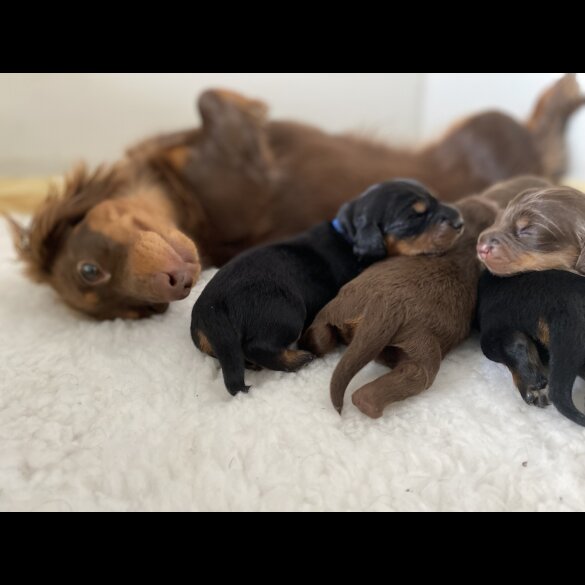 Dachshund (Standard &amp; Miniature) - Both