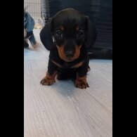 Dachshund (Standard &amp; Miniature) - Both