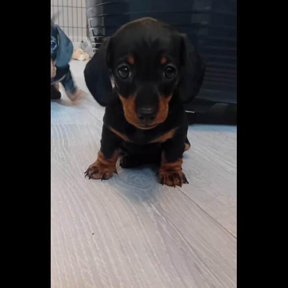 Dachshund (Standard &amp; Miniature) - Both