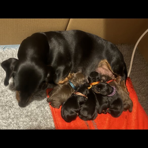 Dachshund (Standard &amp; Miniature) - Both