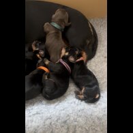Dachshund (Standard &amp; Miniature) - Both