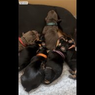 Dachshund (Standard &amp; Miniature) - Both
