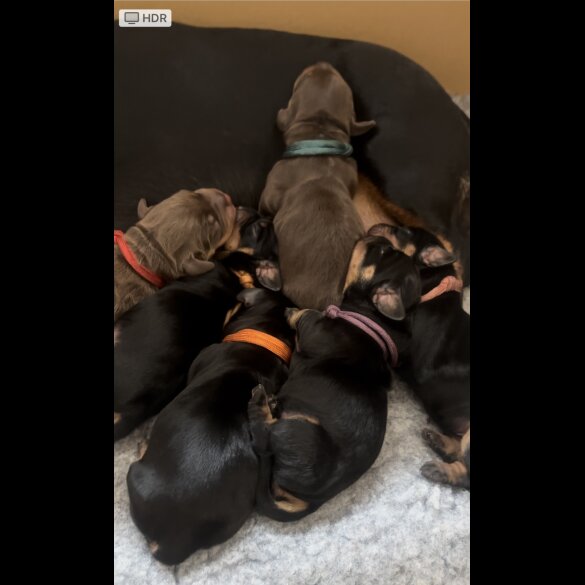 Dachshund (Standard &amp; Miniature) - Both