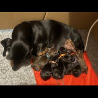 Dachshund (Standard &amp; Miniature) - Both