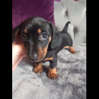 Dachshund (Standard &amp; Miniature) - Both