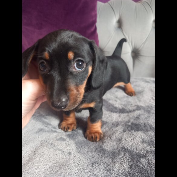 Dachshund (Standard &amp; Miniature) - Both