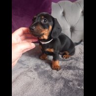 Dachshund (Standard &amp; Miniature) - Both