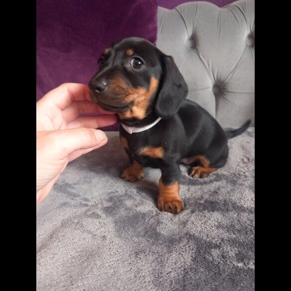 Dachshund (Standard &amp; Miniature) - Both