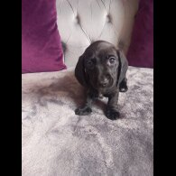 Dachshund (Standard &amp; Miniature) - Both