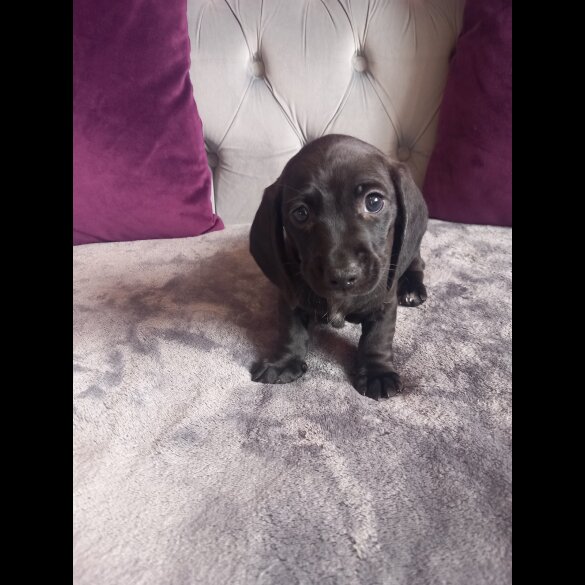 Dachshund (Standard &amp; Miniature) - Both