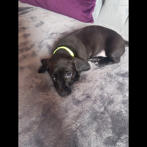 Dachshund (Standard &amp; Miniature) - Both