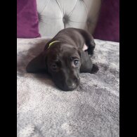 Dachshund (Standard &amp; Miniature) - Both